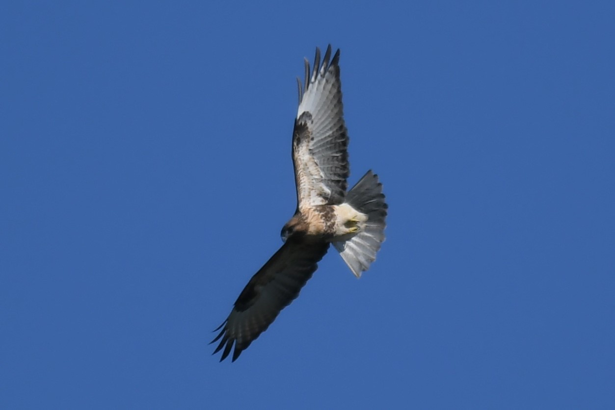 ちょこっと鳥情報 タカの仲間が増えてきました(2021年10月2日)_e0046474_18192773.jpg