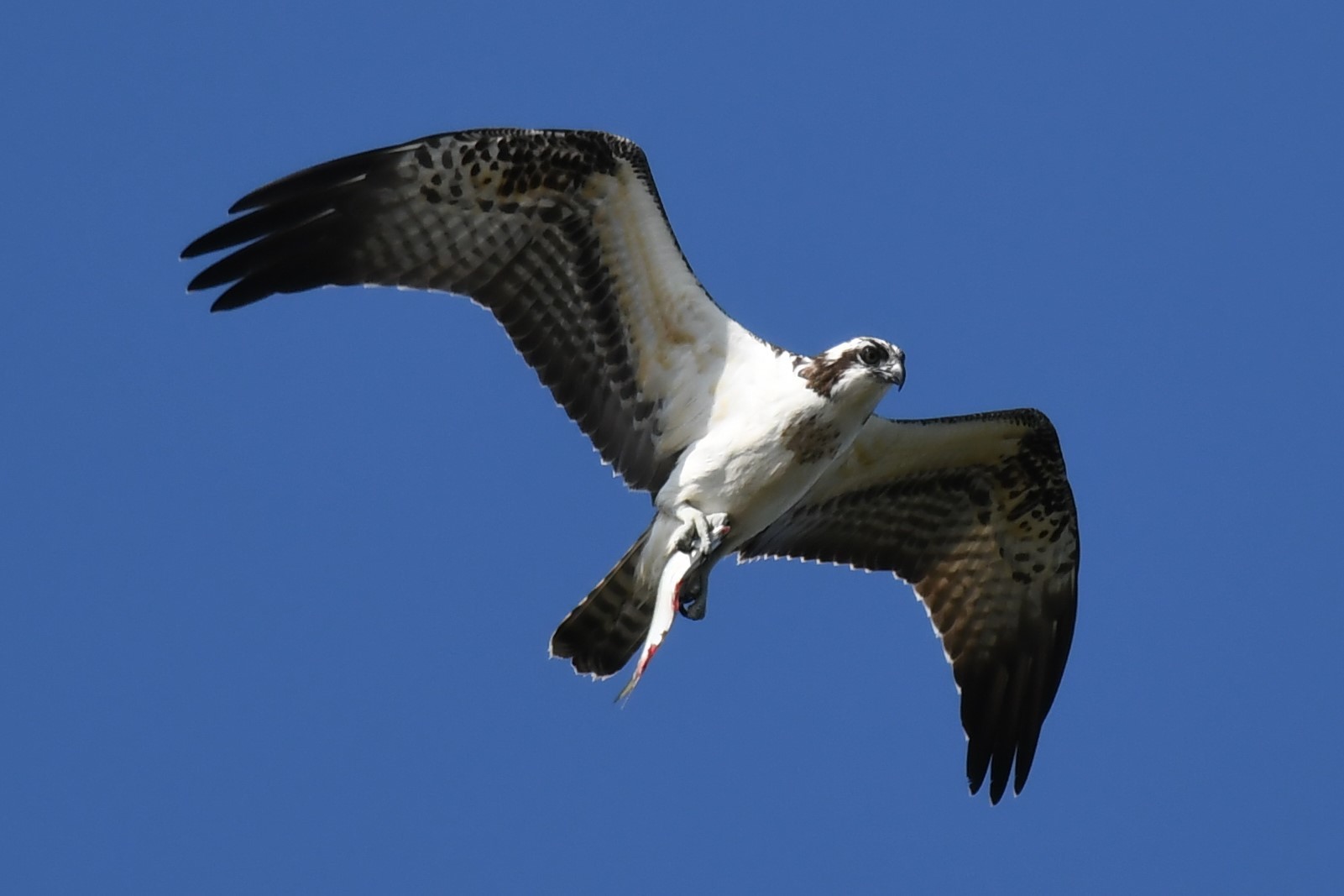 ちょこっと鳥情報 タカの仲間が増えてきました(2021年10月2日)_e0046474_18203105.jpg