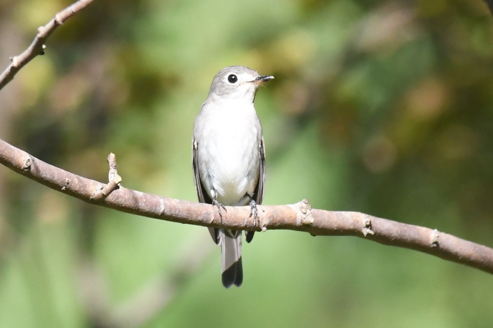 ちょこっと鳥情報 タカの仲間が増えてきました(2021年10月2日)_e0046474_18275049.jpg