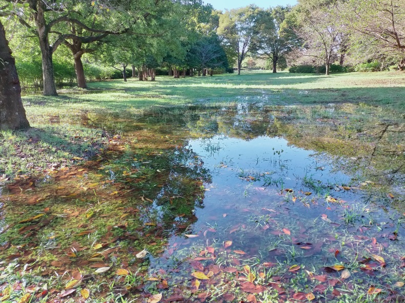 ◆「水の風景」舎人公園_b0411181_13283536.jpg