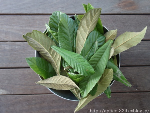 庭のびわの葉でびわ茶作り_c0293787_17042125.jpg