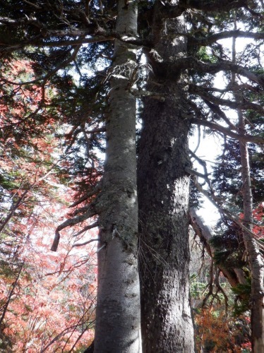 秋の大雪高原温泉、ゆったり沼めぐり_d0198793_00594226.jpeg