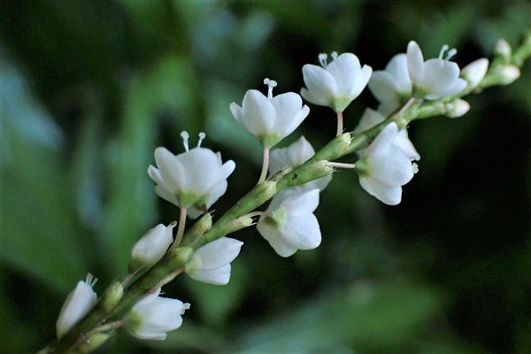 湿地に咲く花 里山の四季