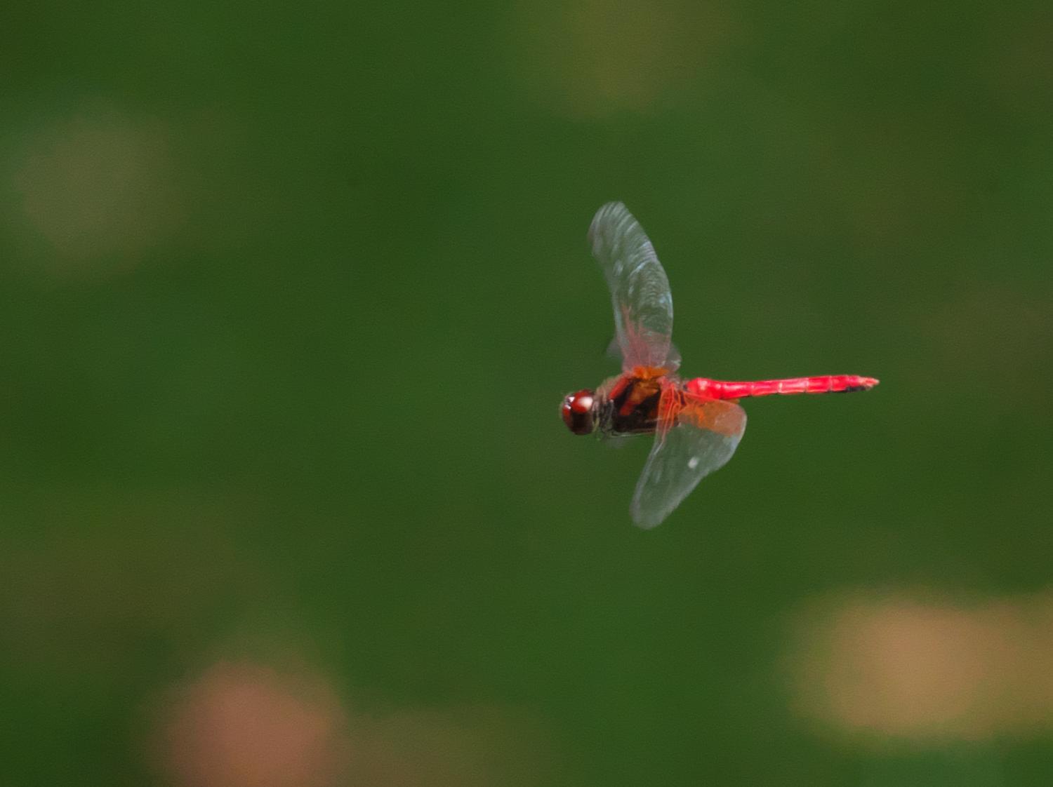 アカメガシワ（ 赤芽槲、赤芽柏 ）_b0408917_19295740.jpg