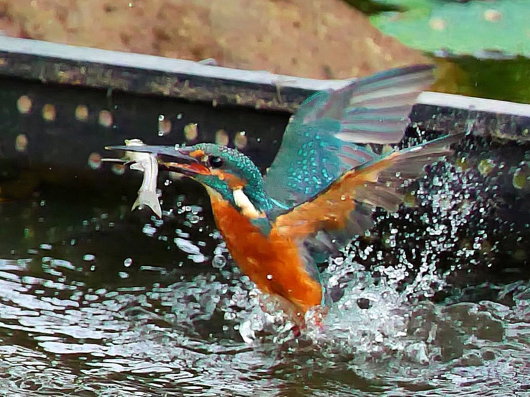 魚を咥えたカワセミが水中から爆発的に飛び出すシ～ンは究極の狙い目ながら・・・果たして・・・９月２９日_a0031821_11220466.jpg