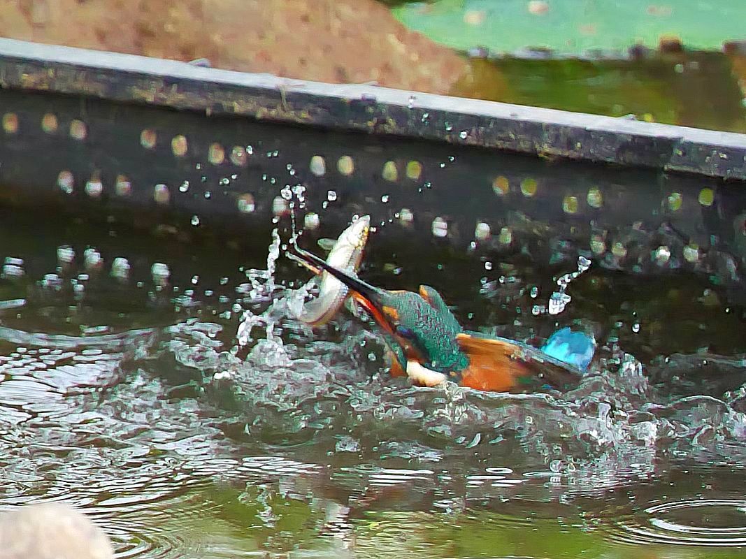 魚を咥えたカワセミが水中から爆発的に飛び出すシ～ンは究極の狙い目ながら・・・果たして・・・９月２９日_a0031821_11413431.jpg
