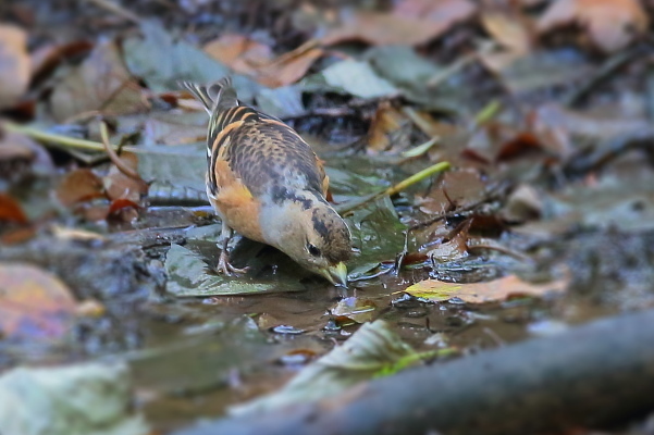 来ないかな、気の早い冬鳥_e0413627_16110624.jpg