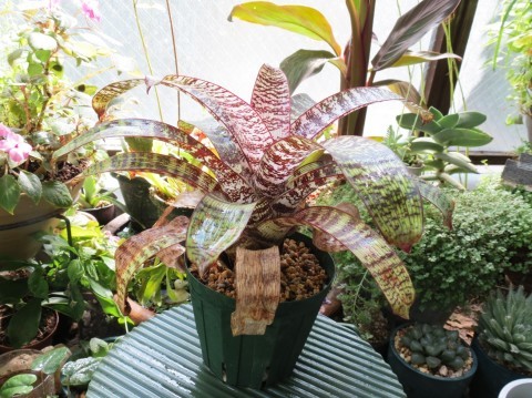 フリーセア ・レッドチェスナット」の植え替え : あるまじろの庭 フリーセア ・レッドチェスナット」の植え替え : あるまじろの庭