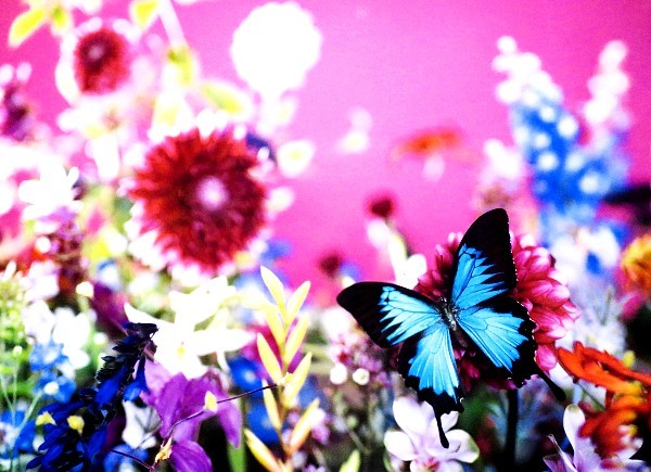 上野で開催中の蜷川実花展へ : 月の旅人~美月ココの徒然日記~