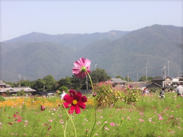 亀岡 少しだけコスモス♪_a0394046_21523570.jpg