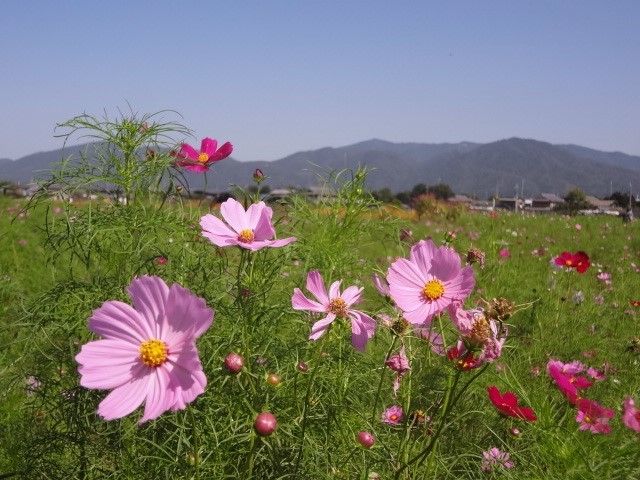 亀岡 少しだけコスモス♪_a0394046_22070520.jpg