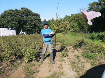 令和3年の「白エゴマ」の収穫スタート(前編) 無農薬で育てた菊池水源産『えごま油』は数量限定評販売中!_a0254656_18061666.jpg