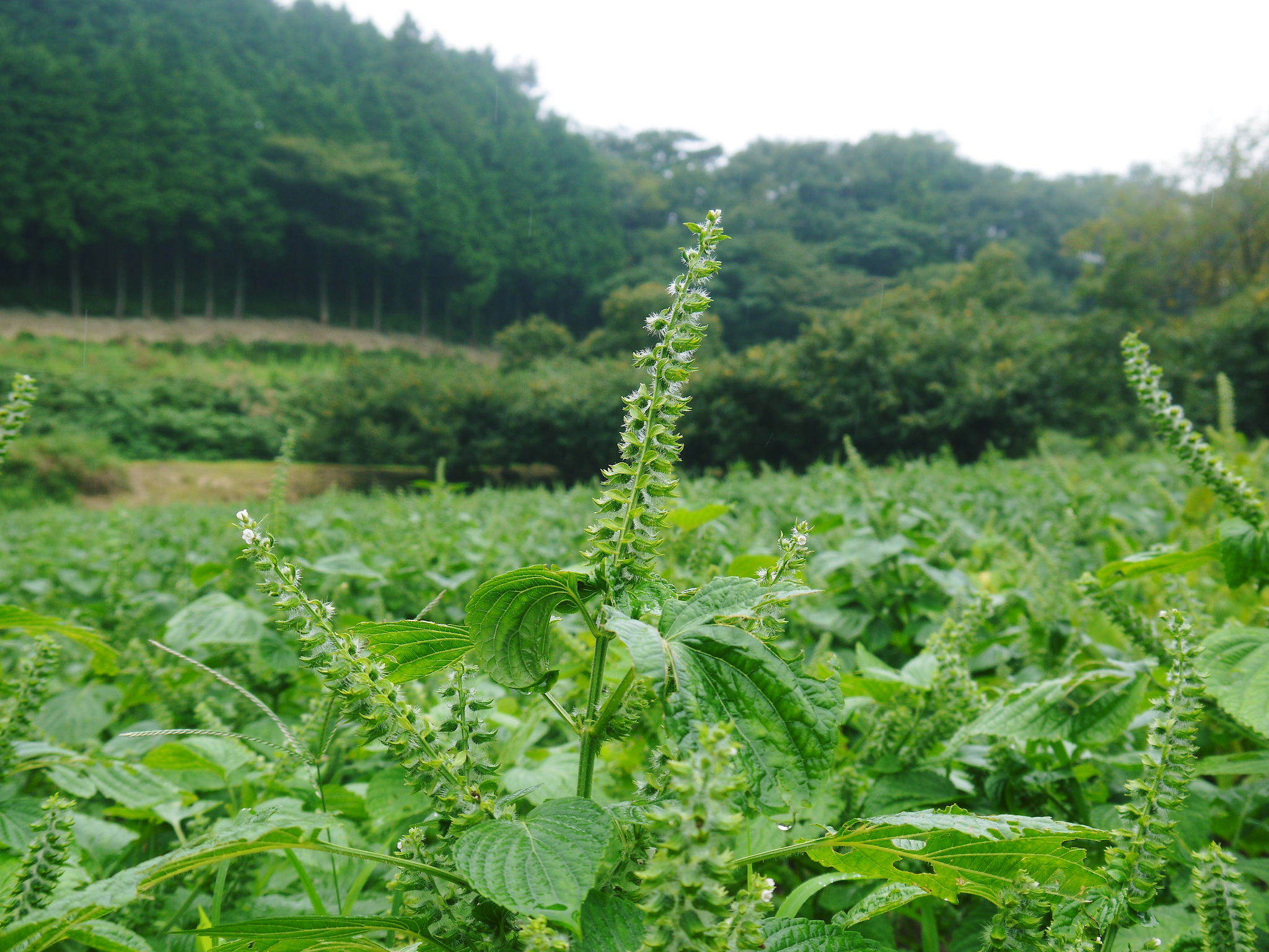 令和3年の「白エゴマ」の収穫スタート(前編) 無農薬で育てた菊池水源産『えごま油』は数量限定評販売中!_a0254656_18420530.jpg