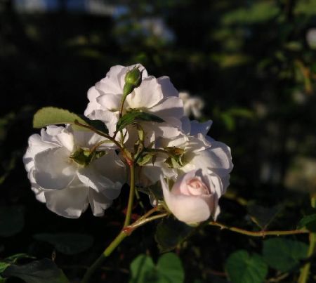 赤皿貝_c0024861_10163753.jpg