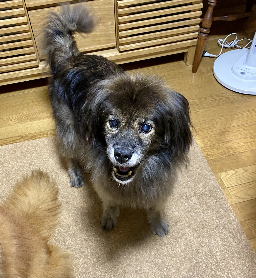 ♪Happy Birthday NIRAI ♪_a0119263_14151127.jpeg