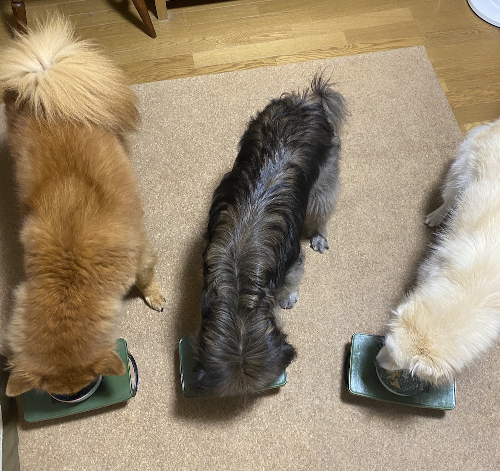 ♪Happy Birthday NIRAI ♪_a0119263_14151258.jpeg