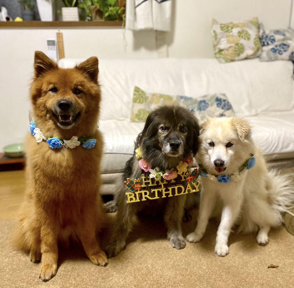 ♪Happy Birthday NIRAI ♪_a0119263_14151341.jpeg