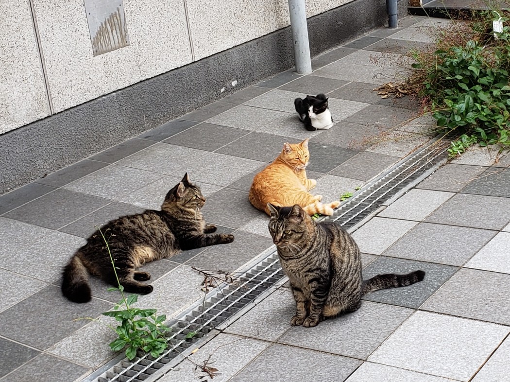 のらマニア 長崎ぶらぶら猫 のらマニア 長崎ぶらぶら猫