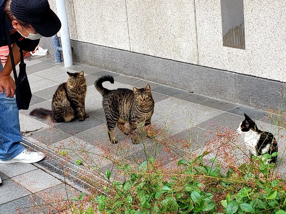 のらマニア 長崎ぶらぶら猫 のらマニア 長崎ぶらぶら猫