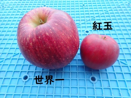 リアルりんご村。_c0182012_12485419.jpg