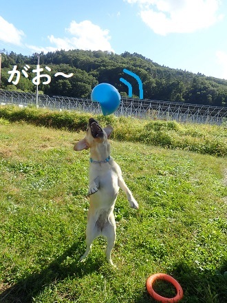 リアルりんご村。_c0182012_12485783.jpg