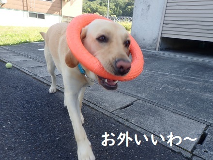 リアルりんご村。_c0182012_12485936.jpg
