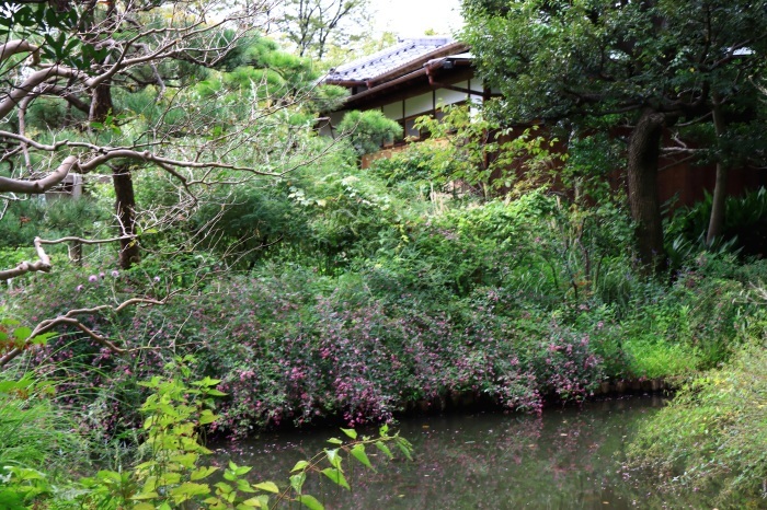 向島百花園の萩の花_b0325217_13112900.jpg