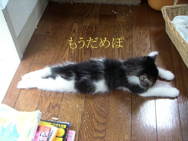 祝世界体操?ですやん!_f0056935_17383791.jpg
