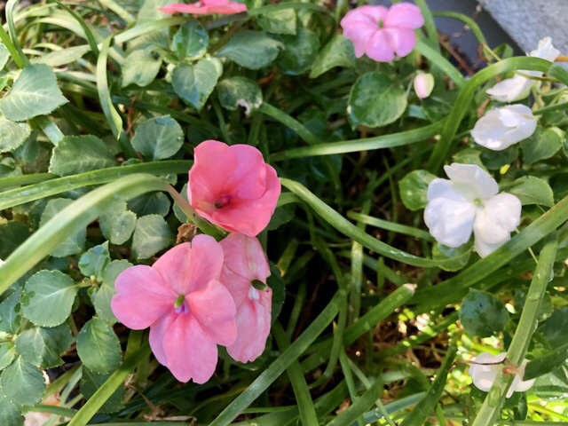 ピッと抜糸【2度目の金木犀の開花】ショパンコンクール_b0009849_19011021.jpeg