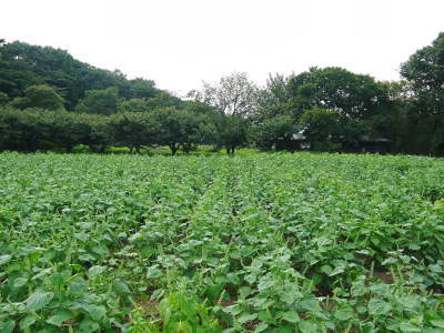 令和6年の「白エゴマ」の収穫スタート! 無農薬で育てた熊本県菊池水源産『えごま油』『焙煎えごま粒』を数量限定評販売中!_a0254656_18462010.jpg
