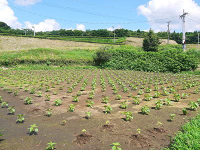 令和3年の「白エゴマ」の収穫スタート(後編) 無農薬で育てた菊池水源産『えごま油』は数量限定評販売中! _a0254656_18485421.jpg