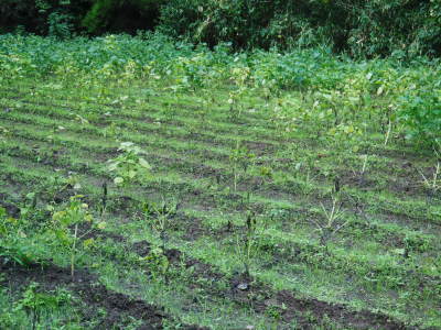 令和3年の「白エゴマ」の収穫スタート(後編) 無農薬で育てた菊池水源産『えごま油』は数量限定評販売中! _a0254656_19031474.jpg
