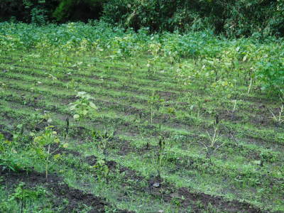 令和3年の「白エゴマ」の収穫スタート(後編)　無農薬で育てた菊池水源産『えごま油』は数量限定評販売中！ _a0254656_19031474.jpg