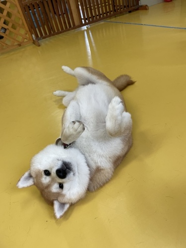 トレーニングブログ_f0357682_11275928.jpeg