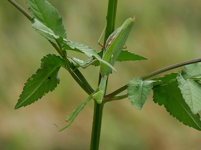 カマキリと カエルと カメムシと 花と葉っぱ