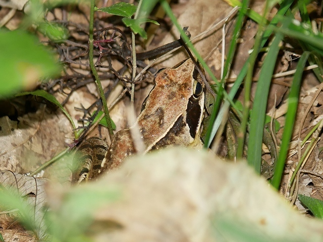 カマキリと カエルと カメムシと 花と葉っぱ