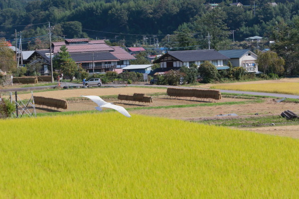 “はざ掛け”のある風景_e0413627_17273220.jpg