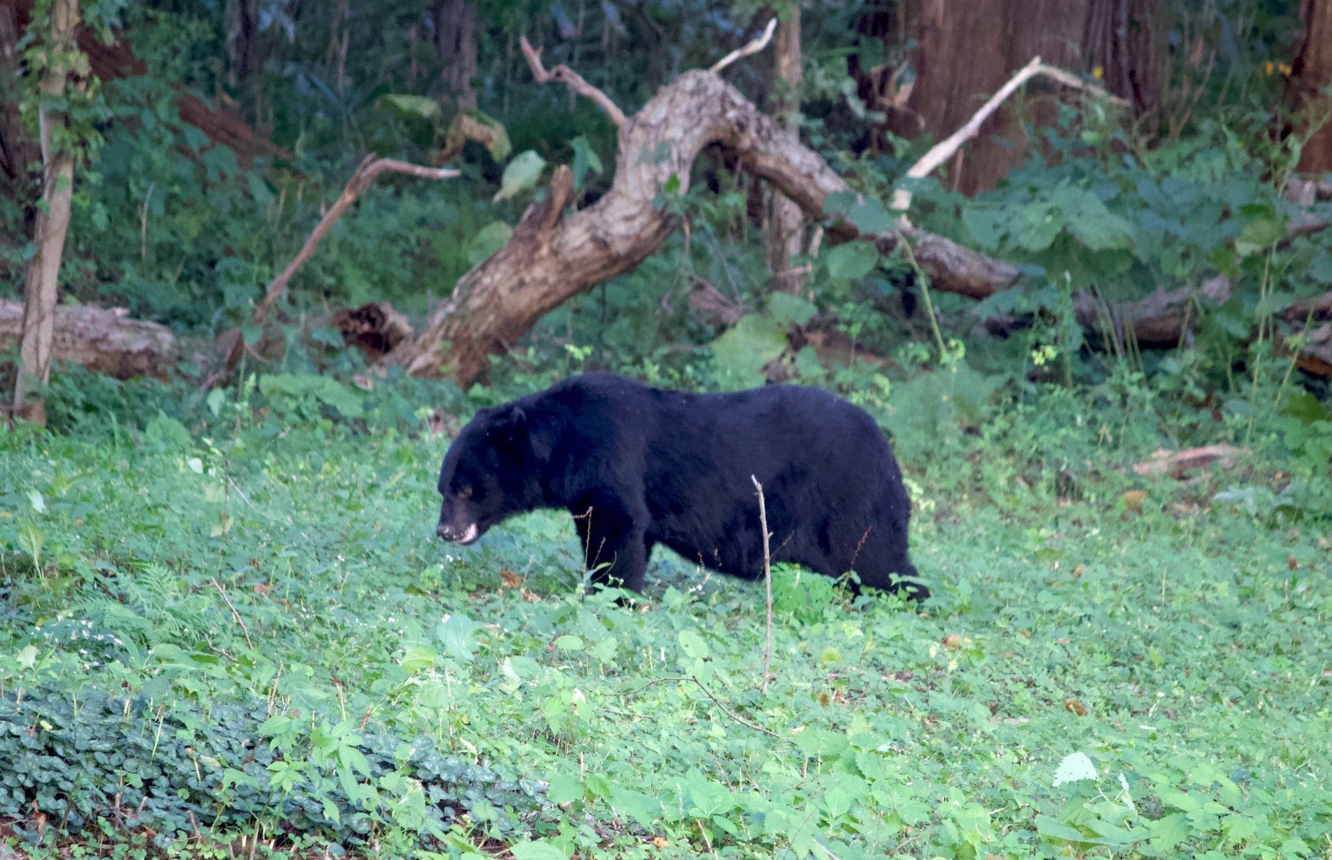 アンとばさまの聖地に巨大熊出没 森のクマ舎 アンとばさまのものがたり
