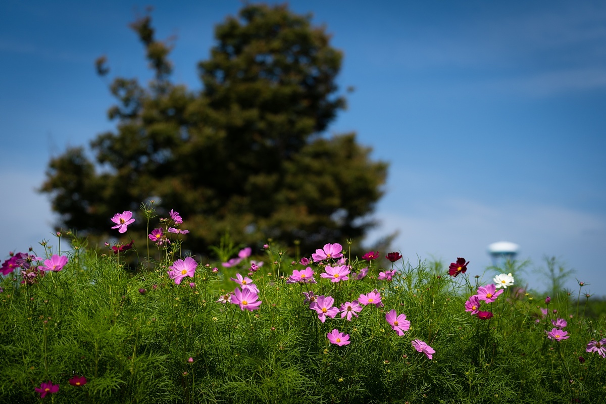 衒いなく秋を主張する公園_d0353489_18332516.jpg