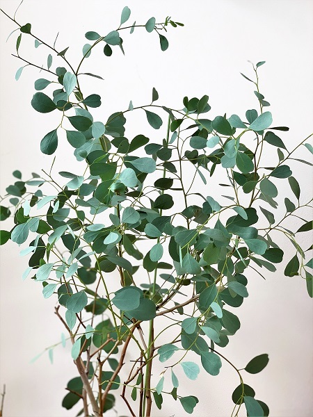 『ユーカリ カンフォラ』の植木鉢♪_d0249193_19243592.jpg