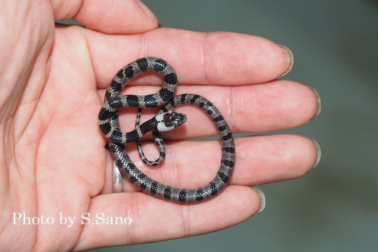 シロマダラは幻のヘビではない！ : 海を歩くゲンゴロウ