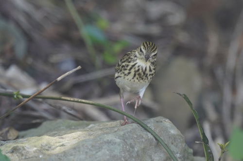 Pechora Pipit_c0136654_22123347.jpeg