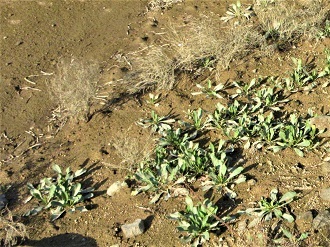 今年も日之浦の「ハマサジ」を確認_e0175370_11371433.jpg