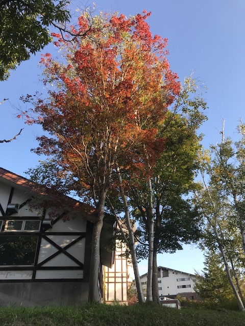 秋のたかつえそば畑_c0155576_14531295.jpg