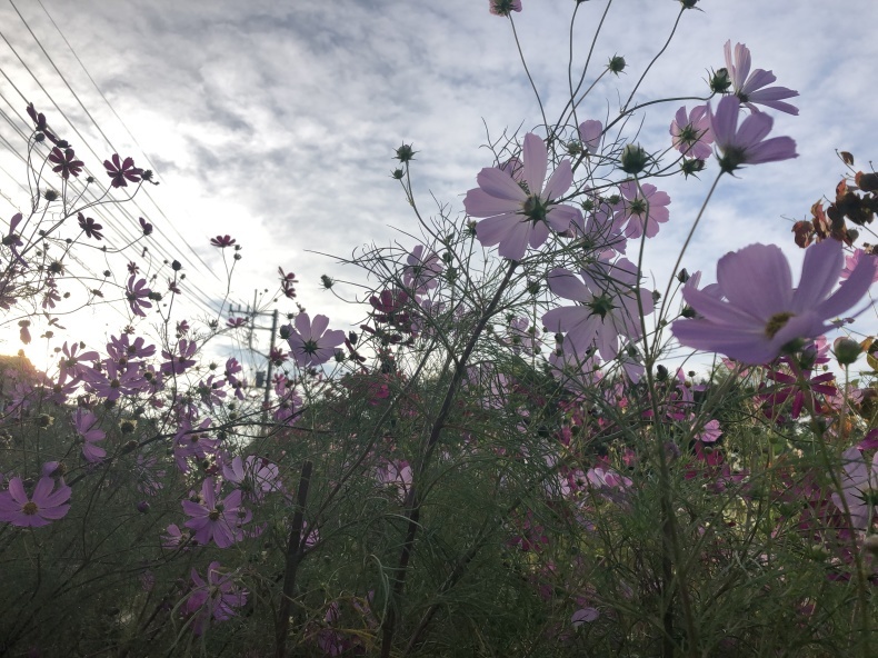 早朝散歩　秋桜_a0129492_07321757.jpeg