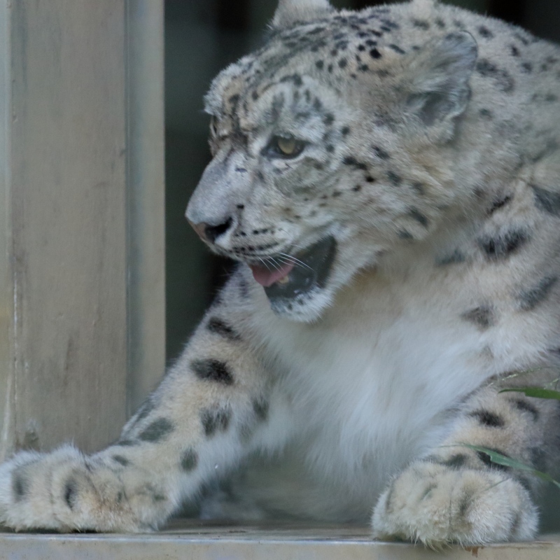 ユキヒョウ ミミさんのジャンプと ゴロニャン 多摩動物園 旅プラスの日記