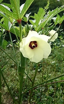 花オクラの種 鈴木千登世 南の魚座 福岡短歌日乗