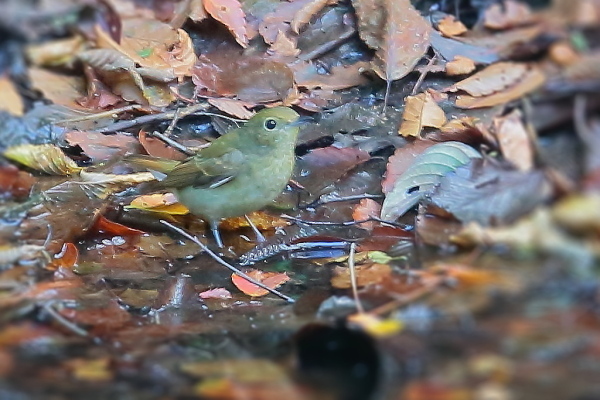寒さが増すお山の水場の小鳥達_e0413627_14294347.jpg