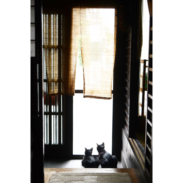 二匹目の保護猫を迎え入れて3か月。最近の猫たちのようす。_d0227246_12485517.jpg