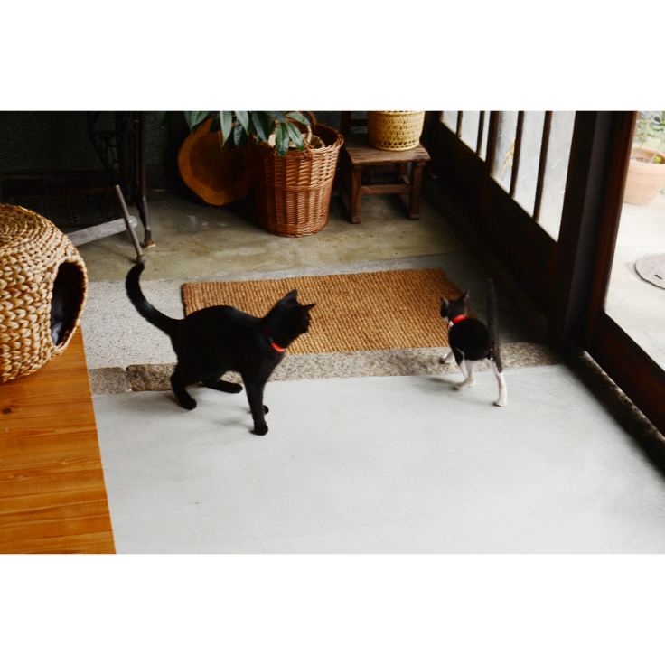 二匹目の保護猫を迎え入れて3か月。最近の猫たちのようす。_d0227246_13011707.jpg